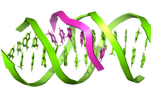 Third strand of dna