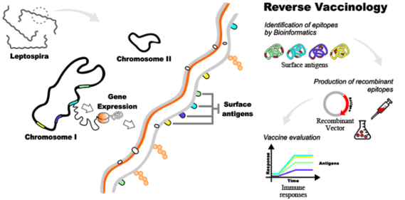 reverse vaccinology
