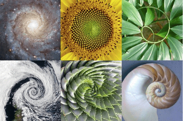 fractals in nature