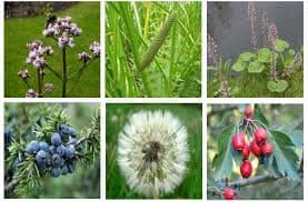 Branje delova lekovitih biljki – dr Džon Kristofer